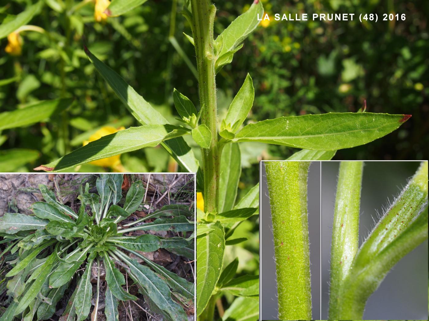 Evening Primrose leaf